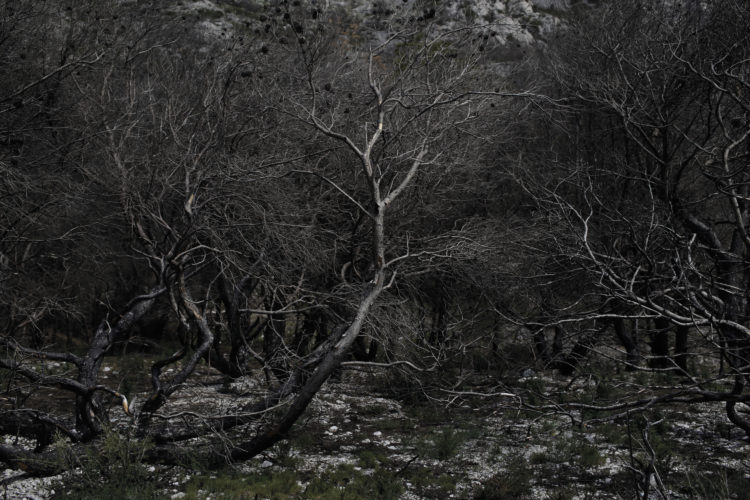 Hélène David | Noces ou les confins sauvages | 2012-2017 | Après l'incendie. Calanque de Marseilleveyre