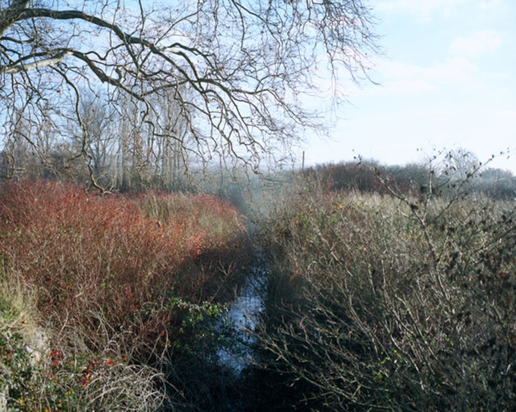 Julien Marchand | From the wasteland | 2015-2019 | marais en hiver, autour de la D30.