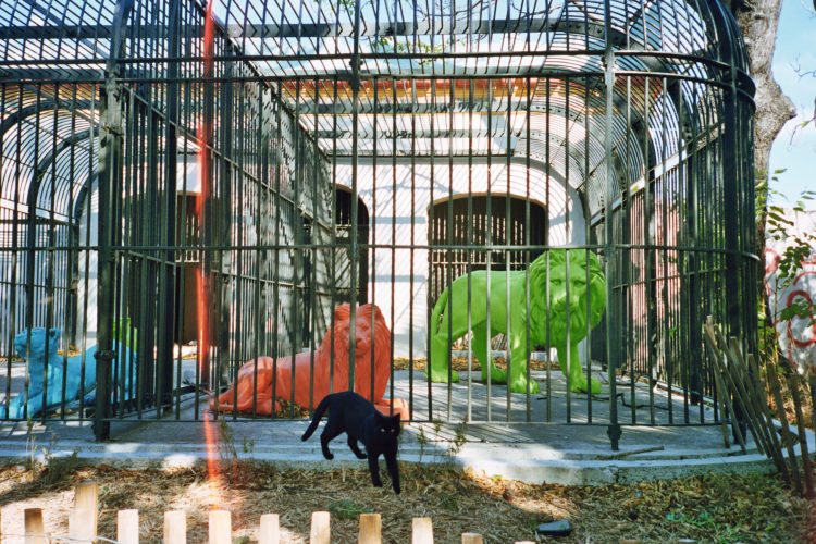 Sam Phelps | Belladone | 2017-2020 | Cats in previous zoo cages at Parc Longchamp in Marseille, France, 2017.