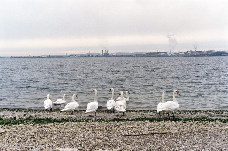 Franck Pourcel | La petite mer des oubliés – Paradoxes | 1996-2006 | Paradoxes | Photographie en couleur de plusieurs cygnes sur la grève de la plage de Vitrolles face à l'usine pétrochimique de Berre l'Étang