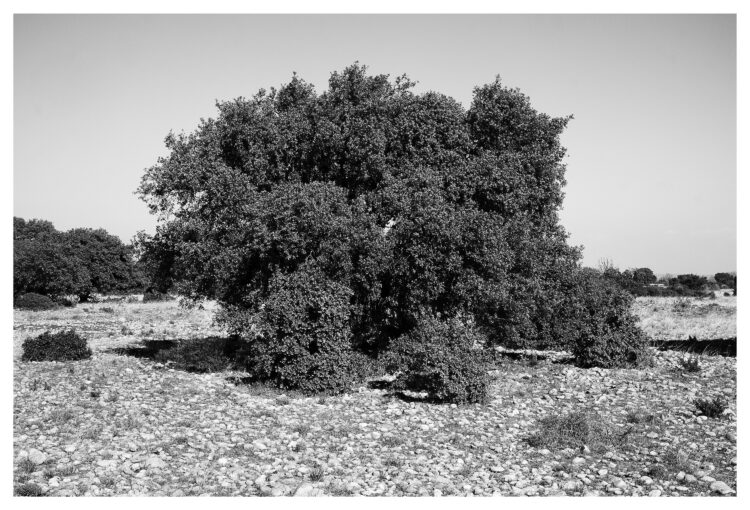 Pablo Rigault-Béligand | Paysage impossible | 2021-2022 | Saint-Martin-de-Crau | Plaine des Coussouls de Crau.
