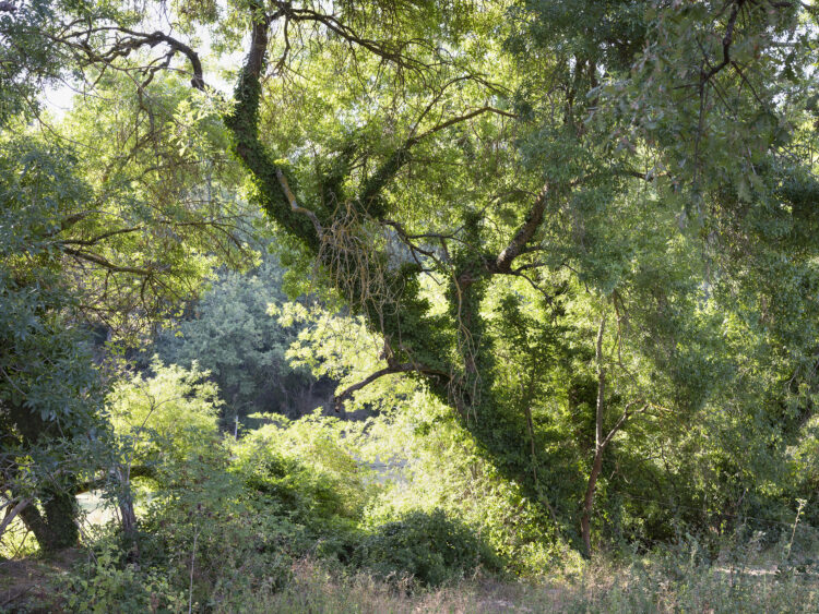 Vincent Beaume | Chemins[perdus?] | 2020 | Saint-Cannat | Latitude - 43.595448, longitude - 5.294233 